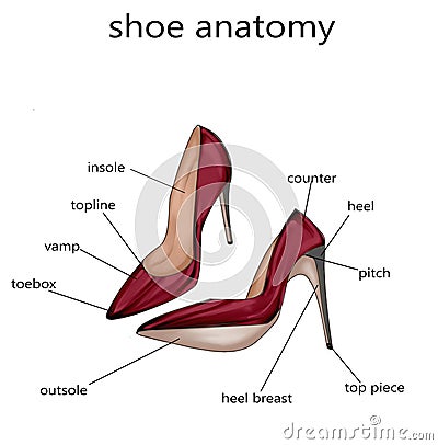 Fashion Illustration - Raster Illustration of the anatomy of a shoe Stock Photo