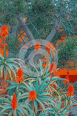 Fashion tropical location. Aloe Cactus garden area, Canary islands. Travel advertising banner wallpaper Stock Photo