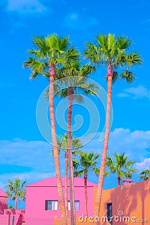 Fashion tropical location. Palm, Blue summer sky. Canary islands. Travel advertising banner wallpaper Stock Photo
