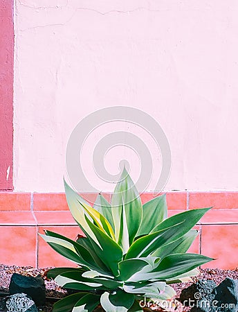 Fashion tropical location. Street wall. Aloe and shadows. Canary islands. Travel advertising stylish wallpaper Stock Photo