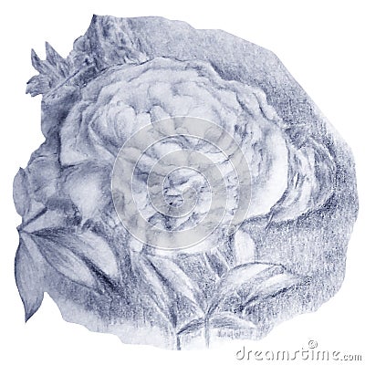 Fashionable floral illustration with lush peony, nice texture, drawn with soft pencils. Cartoon Illustration