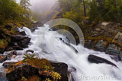 Fast and cold mountain river flowing between mossy rocks and green trees in Altai Republic Stock Photo