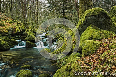 Fast flowing stream in ancient forest Stock Photo