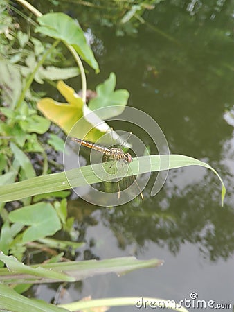 Dragonfly. Stock Photo