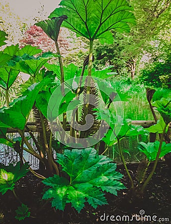 Fast-growing green plant with large leaves Stock Photo