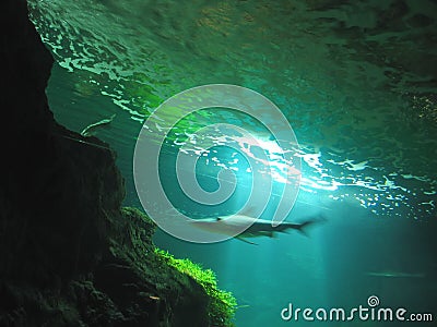 Fast motion shark Stock Photo