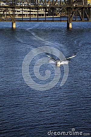 Fast motor boat speeds through the dark water of the river sailing under drawbridge across the Willamette River in Portland and Stock Photo