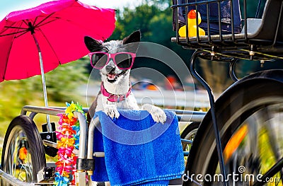 Dog on a bike trailer or basket Stock Photo