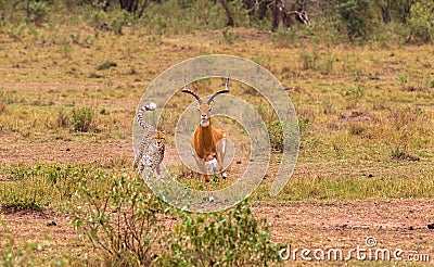 Photo series: Cheetah hunting for big Impala. The endgame episode. Masai Mara, Kenya Stock Photo