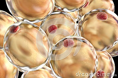 Fat adipose cells Cartoon Illustration