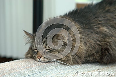 Fat Ali Cat Stock Photo