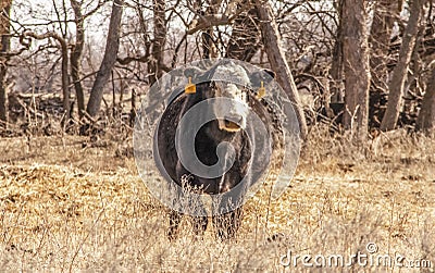 Fat black white faced cow stares into camera in winter field with bare trees in background - face in sun - selective focus Stock Photo