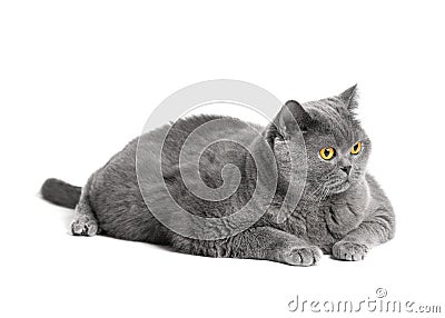 Fat British shorthair cat lies in front of white background Stock Photo