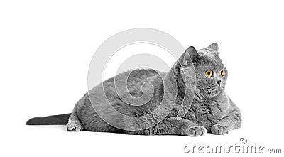 Fat British shorthair cat lies in front of white background Stock Photo