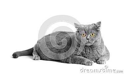 Fat British shorthair cat lies in front of white background Stock Photo