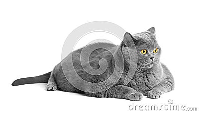 Fat British shorthair cat lies in front of white background Stock Photo