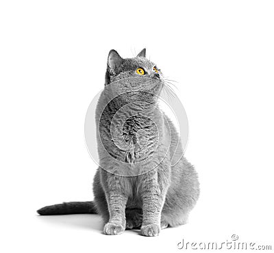 Fat British shorthair cat sitting in front of white background Stock Photo