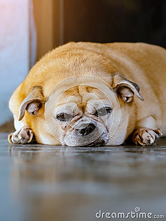 Fat brown old dog lying in front of the door and waiting for his owner to come home. Lonely cute dog lies on cement floor and Stock Photo