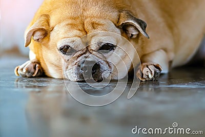 Fat brown old dog lying in front of the door and waiting for his owner to come home. Lonely cute dog lies on cement floor and Stock Photo