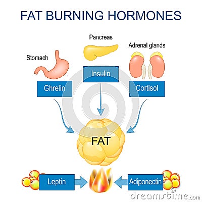 Fat burning hormones. Adiponectin, Leptin, Ghrelin, Cortisol, and Insulin Vector Illustration