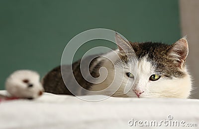 Fat cat look at mouse close up portrait Stock Photo