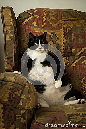 Fat Cat on Recliner Stock Photo