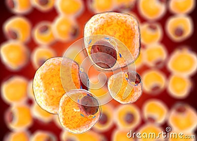 Fat Cells from adipose tissue. adipocytes. inside human organism Stock Photo