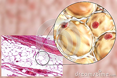 Fat cells, micrograph and 3D illustration Cartoon Illustration