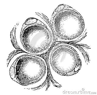 Fat Cells of a Rat, vintage illustration Vector Illustration