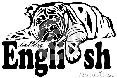 Fat english bulldog Stock Photo