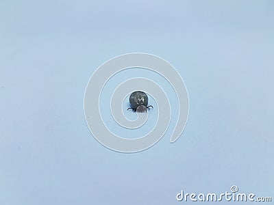 Fat engorged tick insect on white background Stock Photo