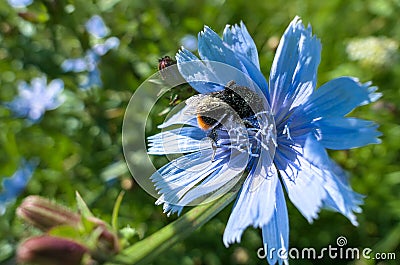 Fat fluffy bumble bee on blue vibrant summer cornflower Stock Photo