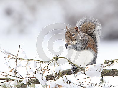Fat Grey Squirrel Eating Peanut on Snowy branch Stock Photo