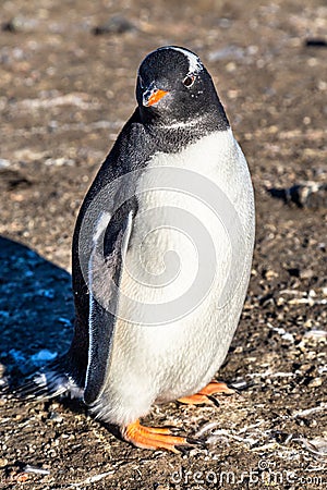 Fat lonely gentoo penguin chick enjoing the sun light at the Barrientos Island, Antarctic Stock Photo