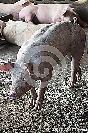 The fat pig is sleeping after eating a meal at the pig farm. Pig farm, closed system to prevent odors and germs Stock Photo