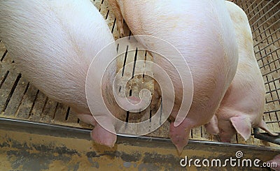 fat pigs and sows eat in livestock of the farm Stock Photo