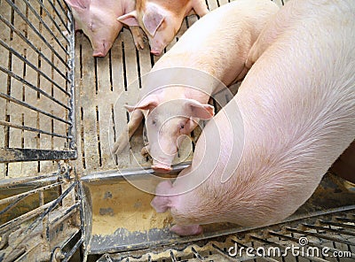 fat pigs and sows eat in livestock of the farm Stock Photo