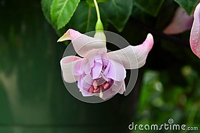 Fat pink fuchsia bloom hanging down in garden Stock Photo