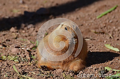 Fat Prairie Dog Snacking on Some Food Stock Photo