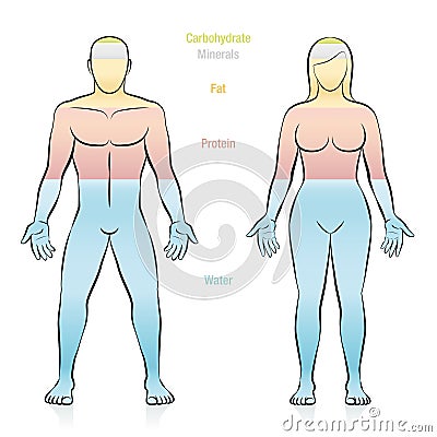 Fat Protein Water Minerals Human Body Female Male Vector Illustration