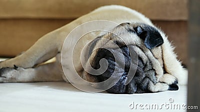 Funny Sleeping Man on the Sofa Stock Footage - Video of snore, sleep: 204864074 Funny Sleeping Man on the Sofa Stock Footage - Video of snore, sleep: 204864074