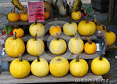 Fat Round Yellow Pumpkins Stock Photo