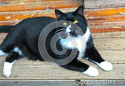 A fat sheriff`s cat rests in the sun Stock Photo