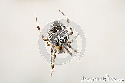 Fat spider for Halloween with beautiful drawing. Stock Photo
