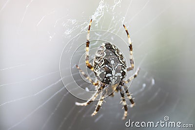 Fat spider for Halloween with beautiful drawing. Stock Photo