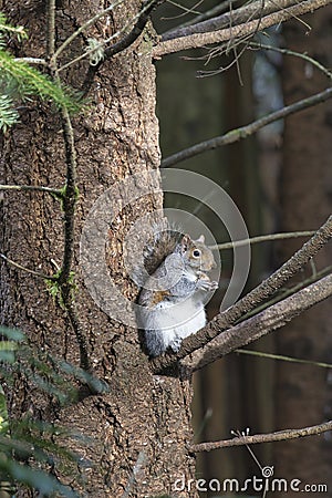 fat squirel sitting in a pine tree with a nut Stock Photo