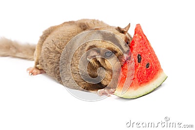 Fat sugar-glider eatting melon Stock Photo