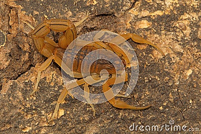 Fat tailed scorpion Hottentotta rugiscutis from type locality, Chengalpettu Stock Photo