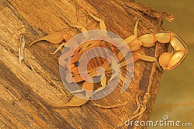 Fat tailed scorpion Hottentotta sp. from Kanyakumari, Tamil Nadu Stock Photo