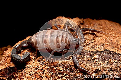 Fat Tailed Scorpion, the most dangerous groups of scorpions Stock Photo